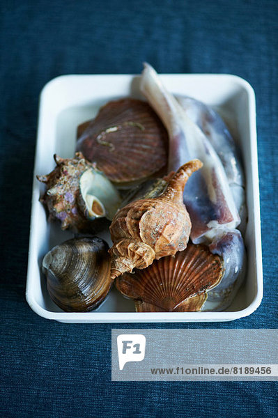 Sea shells for traditional Japanese dish