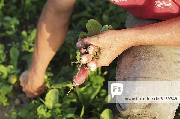 A man harvesting radishes