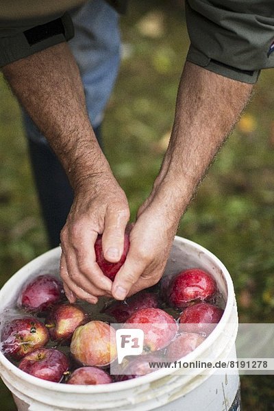 Mann wäscht die frisch geernteten Äpfel in einem Eimer mit Wasser
