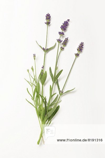 Lavendel mit Blüten auf weißem Untergrund