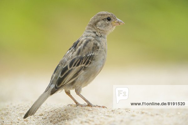Tree sparrow  Tree sparrows  Passer montanus  Bavaria  Germany  Europe