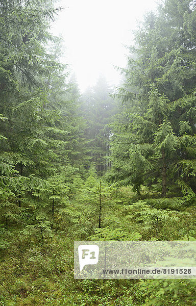 Forest  Upper Palatinate  Bavaria  Germany  Europe