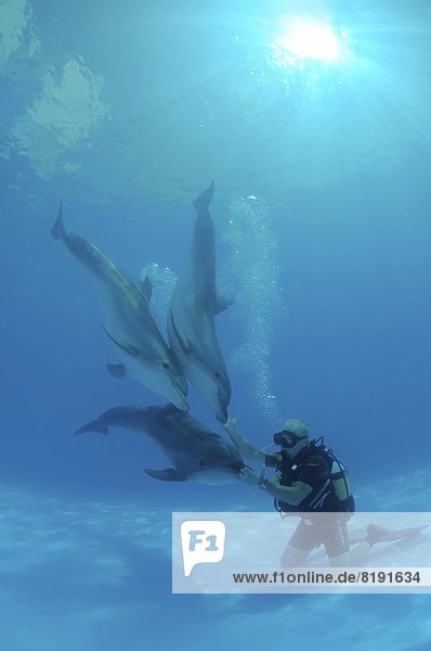 Scuba diver and Bottlenose Dolphins (Tursiops truncatus)  dolphinarium