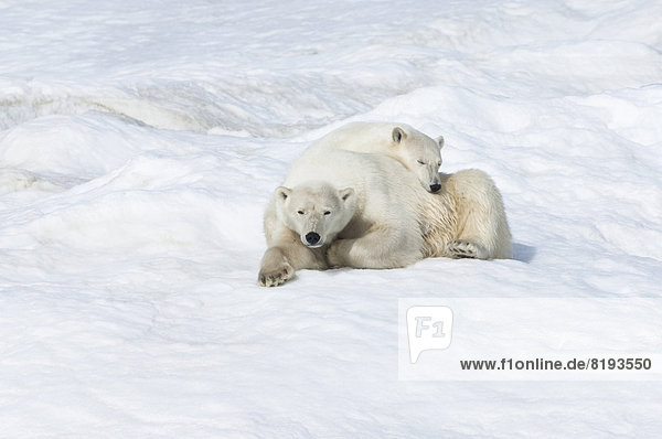 Eisbären oder Polarbären (Ursus maritimus),  Weibchen mit einem Jungtier,  2 Jahre