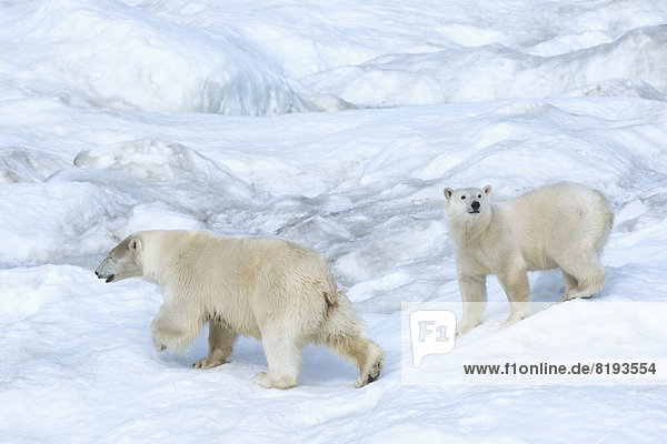 Eisbären oder Polarbären (Ursus maritimus)  Weibchen mit einem Jungtier  2 Jahre