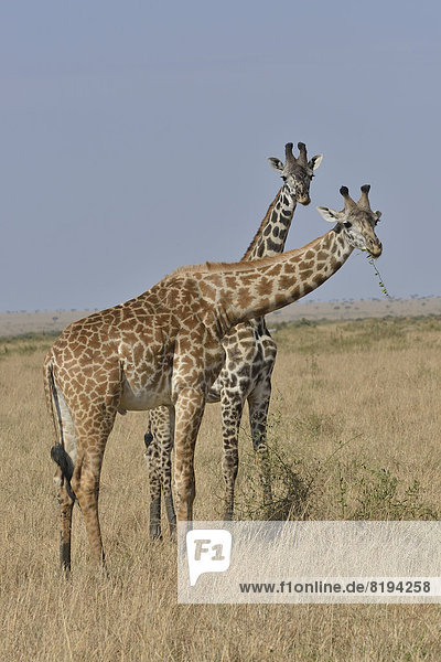 Massai-Giraffen (Giraffa camelopardalis tippelskirchi) beim Fressen