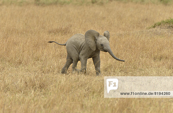Afrikanischer Elefant (Loxodonta africana)  Jungtier