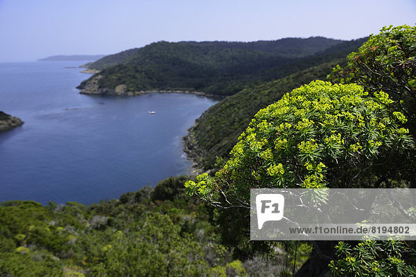 Nationalpark Port-Cros  Port-Cros  Iles d Hyeres  Provence  Frankreich  Europa