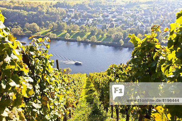 Deutschland  Rheinland-Pfalz  Blick auf die Weinberge von Punderich