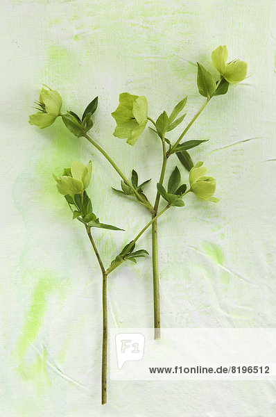 Helleborus niger Blüten auf Textil  Nahaufnahme