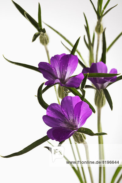Corncockle Blumen vor weißem Hintergrund  Nahaufnahme