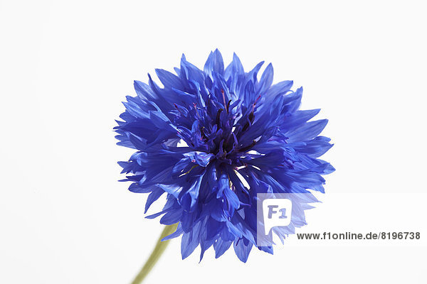 Blaue Kornblume auf weißem Grund Nahaufnahme