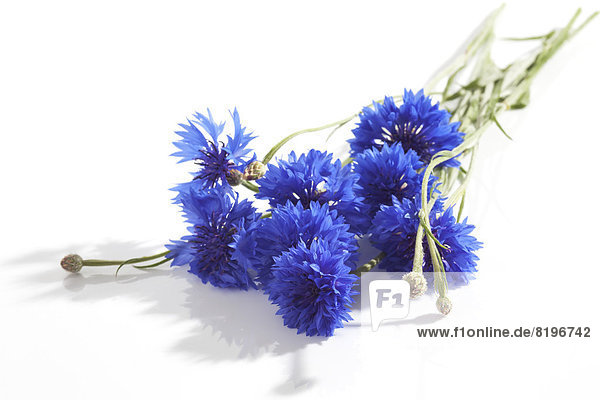 Blaue Kornblumen auf weißem Grund Nahaufnahme