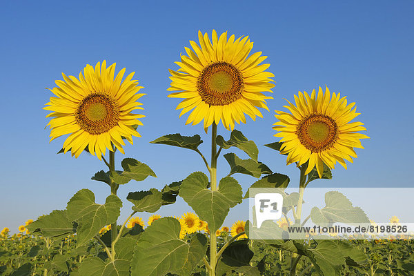 Italy  Sunflowers against blue sky  close up