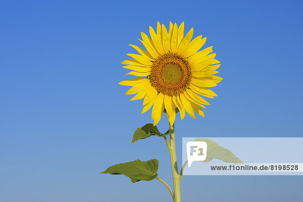 Italien,  Sonnenblume gegen blauen Himmel,  Nahaufnahme
