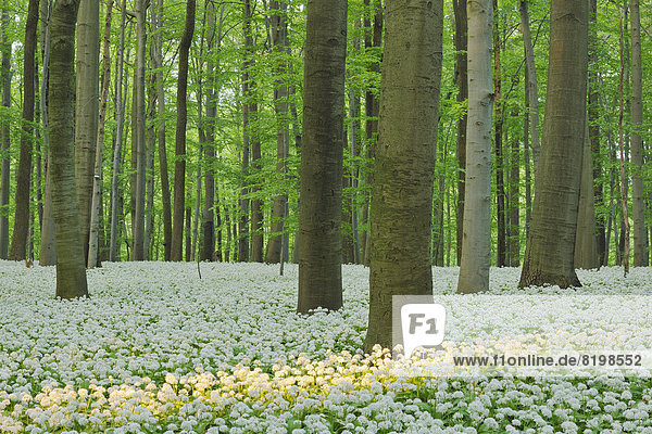 Germany  View of Ramson and beech trees in forest