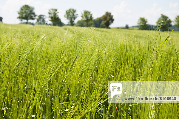 Deutschland  Bayern  Ansicht Getreideanlage