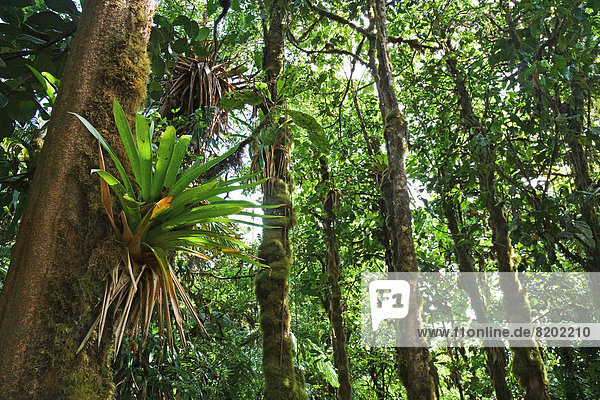 Bromeliengewächs (Bromeliaceae) im Regenwald