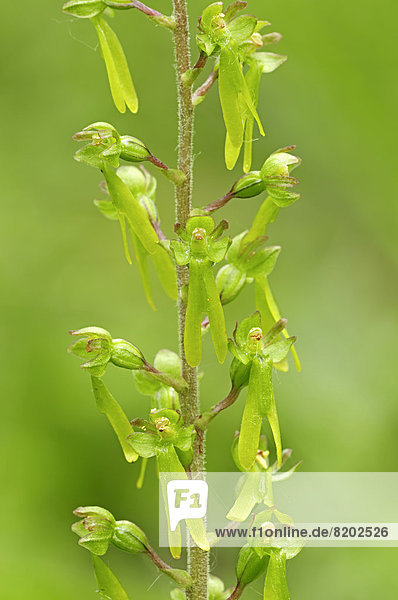 Großes Zweiblatt oder Eiförmiges Zweiblatt (Listera ovata)  Blüten