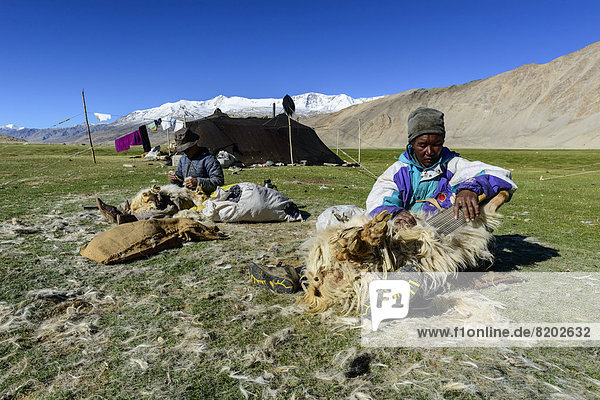 Nomaden bei der Schafschur vor ihrem Zelt
