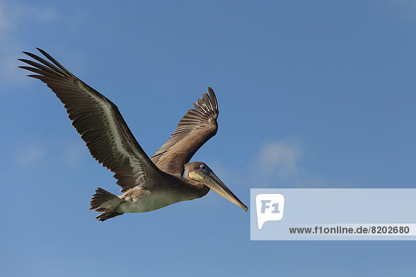 Galapagos-Braunpelikan oder Brauner Pelikan (Pelecanus occidentalis urinator) im Flug