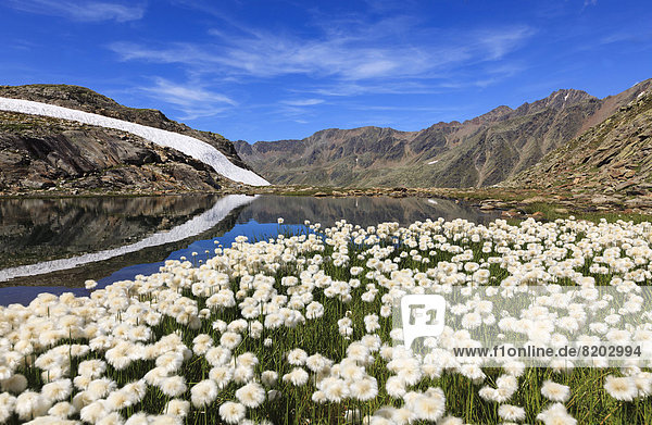 Cotton Grass (Eriophorum sp.) flowers at 2600m in the Oetztal Alps