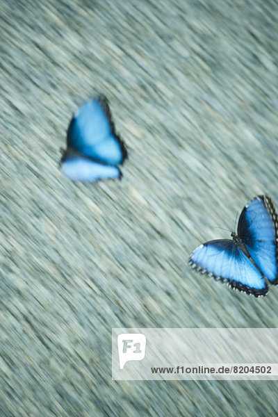 Blaue Morpho-Schmetterlinge im Flug