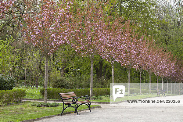 Allee mit blühenden japanischen Zierkirschen  Rombergpark