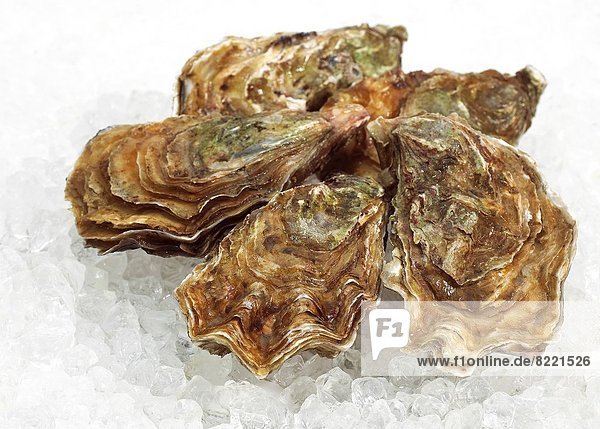 French Marennes d'Oleron Oysters  ostrea edulis on Ice.