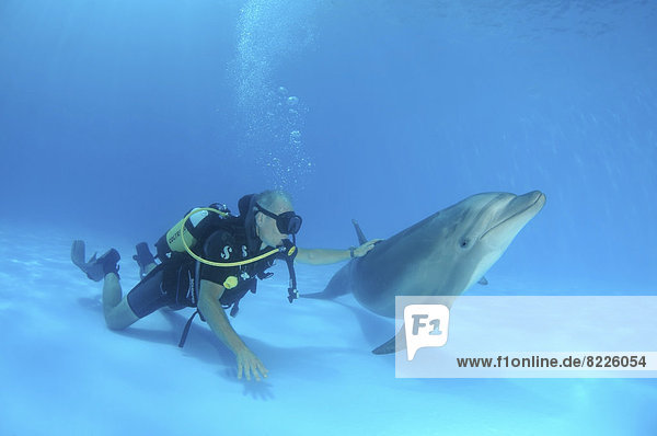 Scuba diver and a Bottlenose Dolphin (Tursiops truncatus)  dolphinarium