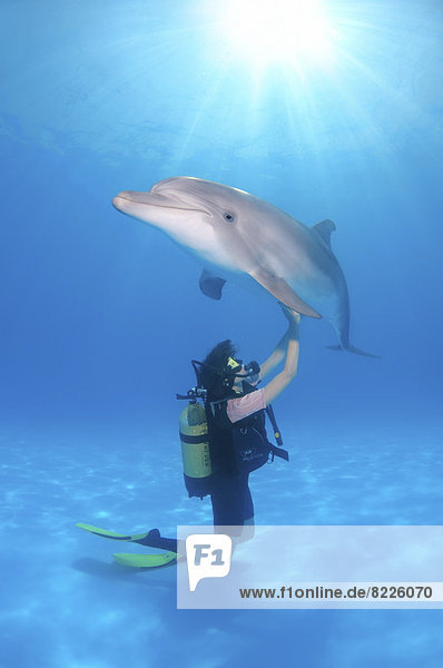 Scuba diver and a Bottlenose Dolphin (Tursiops truncatus)  dolphinarium