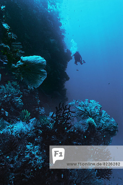 Sea Fans or Gorgonians (Octocorallia) with a scuba diver