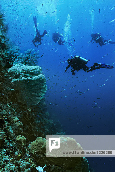 Sea Fans or Gorgonians (Octocorallia) with scuba divers