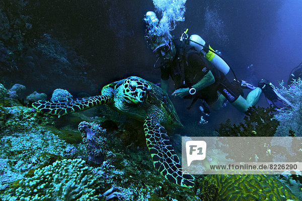 Green Sea Turtle (Chelonia mydas) with a scuba diver