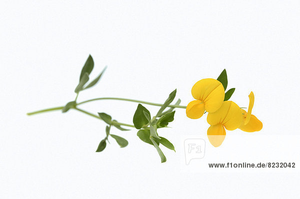 Gewöhnlicher Hornklee oder Gemeiner Hornklee (Lotus corniculatus)