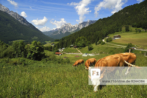 Grazing cows on a meadow in the Berchtesgaden Alps  Reiteralpe Mountain at the rear