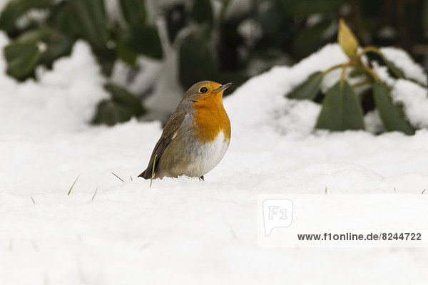 Robin (Erithacus rubecula) in the snow