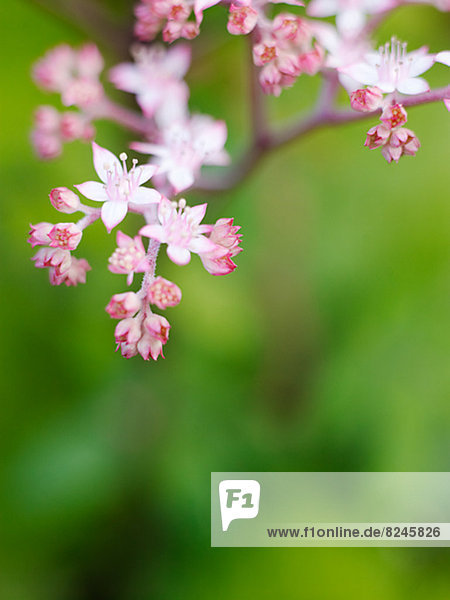 Nahaufnahme-rosa Blüten