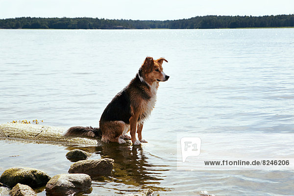 sitzend  Hund  See