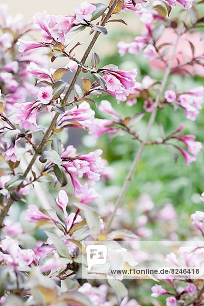 Nahaufnahme-rosa Blüten