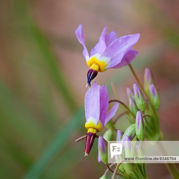 Nahaufnahme-purpurroten Blume