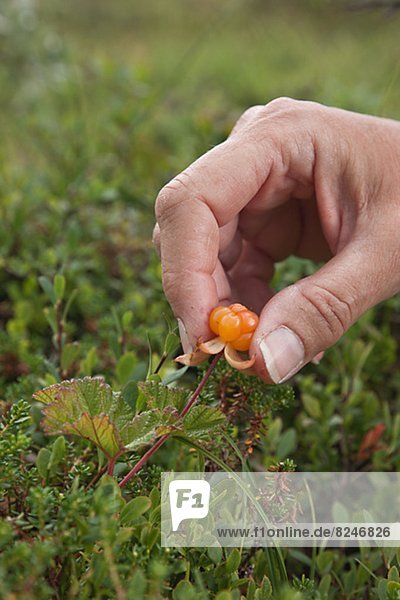 Hand picking cloudberry  close-up