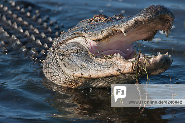 amerikanisch  essen  essend  isst  Alligator  Beutetier  Beute