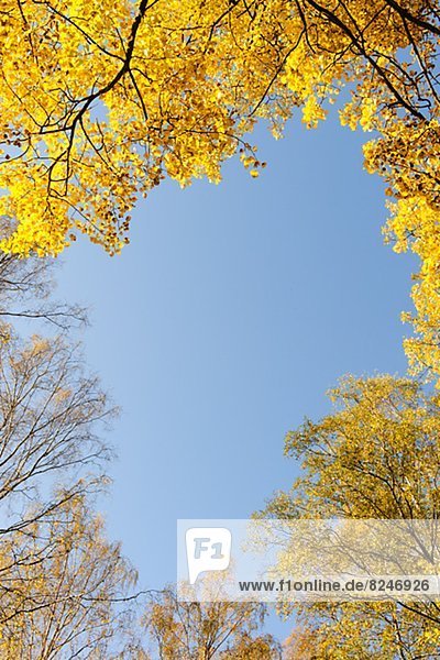 niedrig  Baum  Himmel  Herbst  Ansicht  Flachwinkelansicht  Winkel