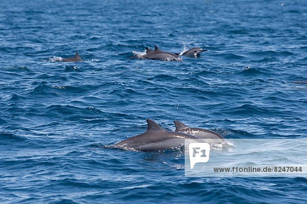 Meer  Delphin  Delphinus delphis  schwimmen