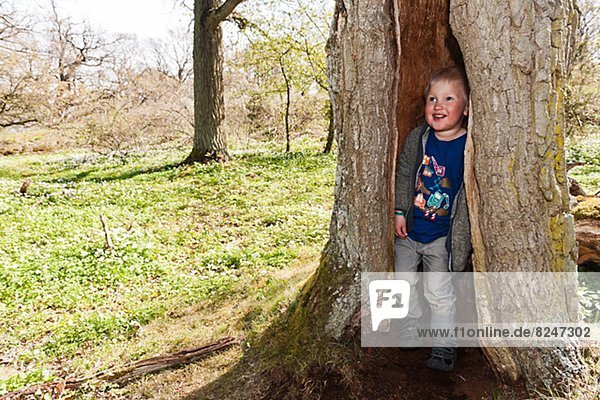 verstecken  Junge - Person  Baum  groß  großes  großer  große  großen  Baumstamm  Stamm
