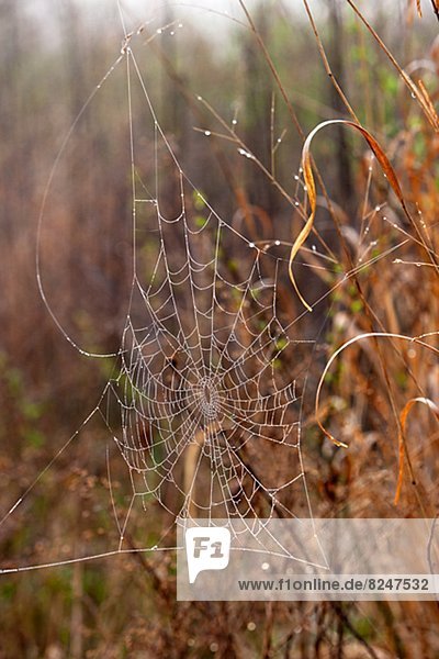 Nahaufnahme-Spinnennetz