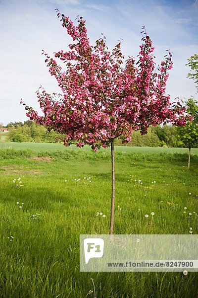 Blühende Apfelbaum