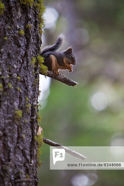 Grey squirrel sitting on branch