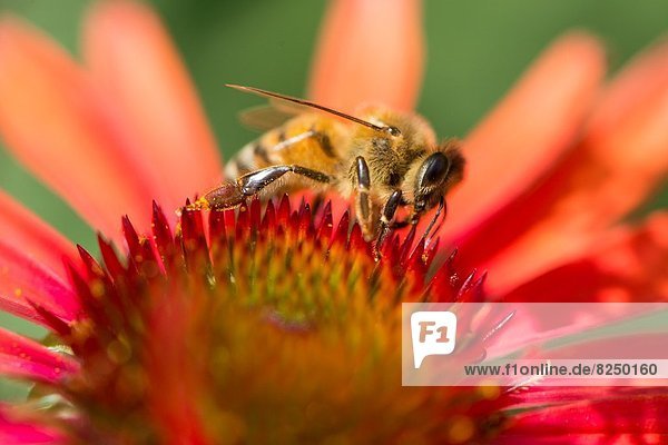 Honey bee  Apis mellifera feeding on Echinacea sp.  or cone flower nectar. Honey bees are in tourble in many parts of the world but are doing well in urban areas where their exposure to pesticides  insecticides and fungicides is limited. Photographed in London  UK garden.
